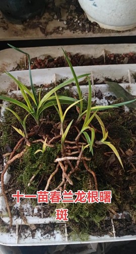 兰花魔域一条龙怎么样[图1]