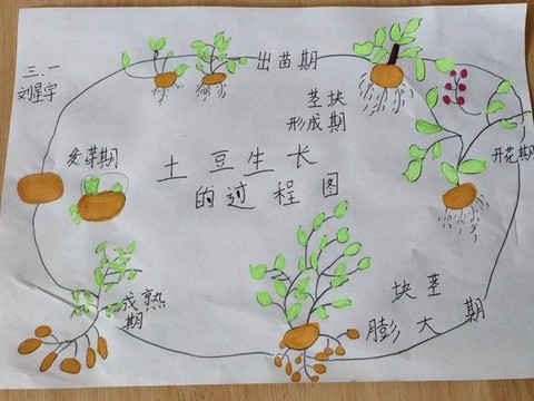 迷你世界土豆怎么种植[图2]