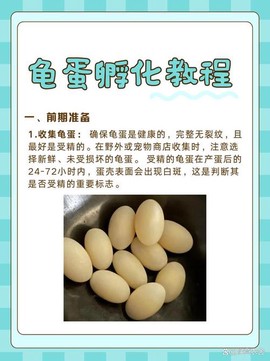 如何孵出梦特性宝可梦[图2]