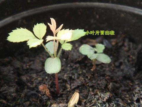 龙之谷玫瑰花怎么种