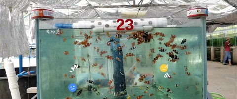 我的世界小丑鱼怎么养[图1]