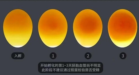 迷你世界如何孵化小鸡[图2]