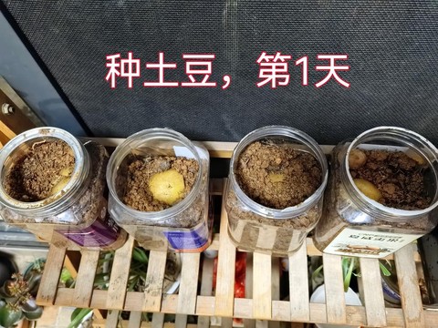 迷你世界怎么种土豆[图2]