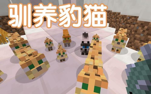 我的世界豹猫怎么养