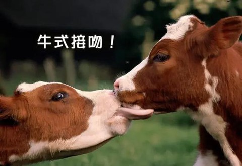 迷你世界如何让牛争斗