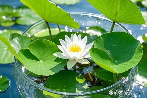 迷你世界荷花怎么种[图1]