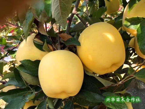 龙之谷黄金苹果有什么用